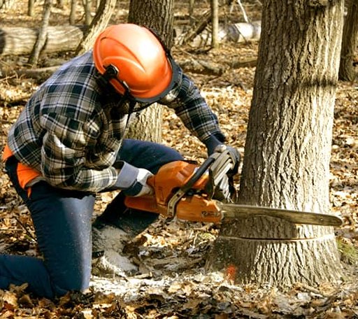 Tree Removal in Austin, KY